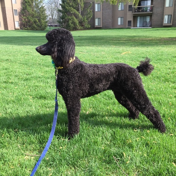 Meet your Posher, Rosemary POSH AMBASSADOR - Picture 3 of 3